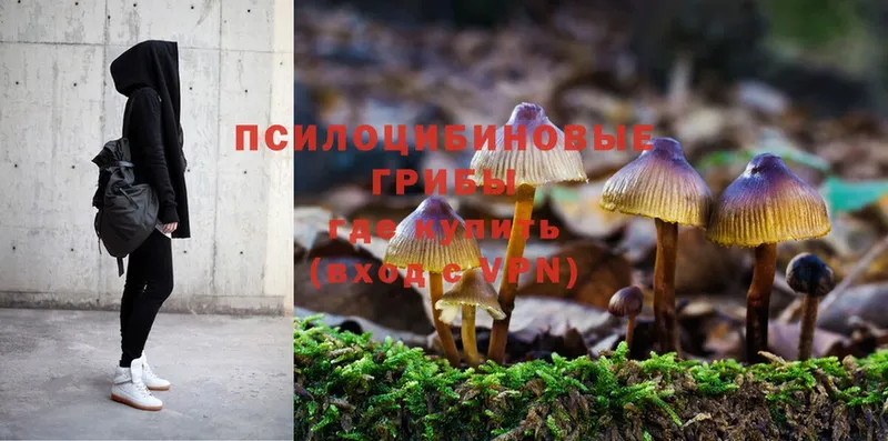 Галлюциногенные грибы MAGIC MUSHROOMS  продажа наркотиков  Ногинск 